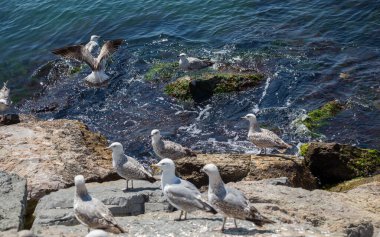 Deniz kıyısında martılar bulunur.