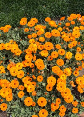 Renkli bir arkaplan olarak açan bahar çiçekleri