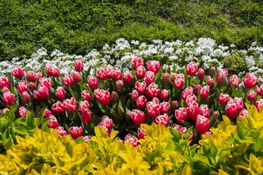Bahar mevsiminde açan Lale Çiçekleri