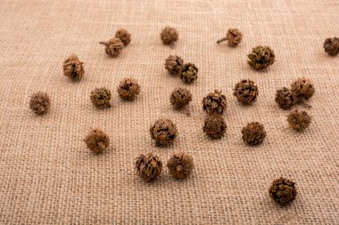 Çadır kapsülleri, kapsüller ve çam kozalakları.