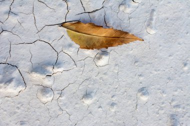 Sonbahar arkaplanı olarak kuru ağaç yaprağı