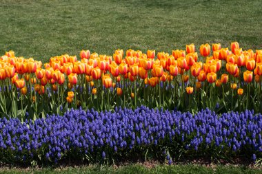 Bahar mevsiminde açan Lale Çiçekleri