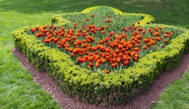 Bahçede turuncu renkli lale çiçekleri açar.