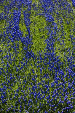 Renkli bir arkaplan olarak açan bahar çiçekleri