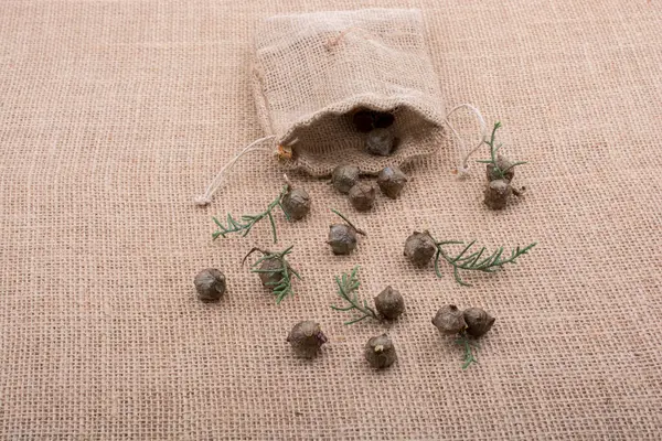 stock image Plant pods, capsules out of sack on a canvas