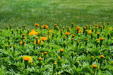 Yaz aylarında güzel çiçeklerle kaplı alan
