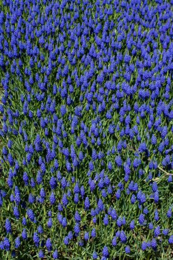 Renkli bir arkaplan olarak açan bahar çiçekleri