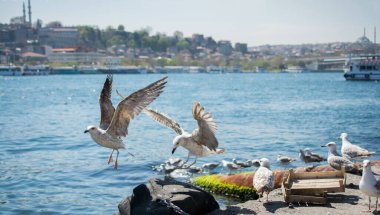 Deniz kıyısında martılar bulunur.