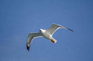 Arka plan olarak mavi gökyüzünde uçan tek bir martı.