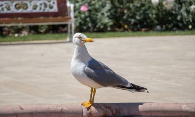 Arka planda tek bir martı var.