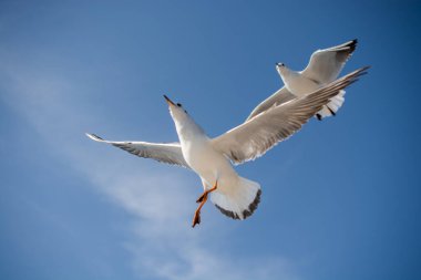 Martılar deniz sular gökte uçuyor