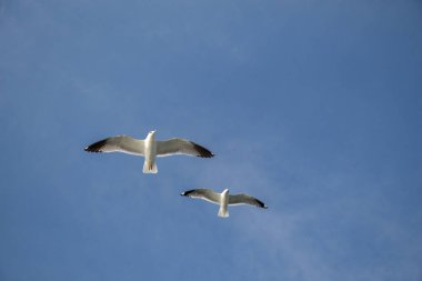 Martılar deniz sularında gökyüzünde uçuyor.