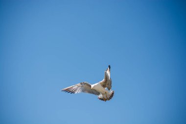 Arka plan olarak mavi gökyüzünde uçan tek bir martı.