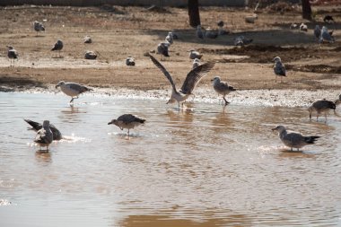 Martılar çamurlu sularda dinleniyor.