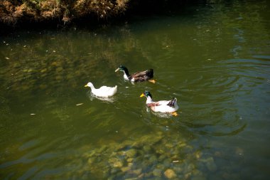 Bir yapay göl güneşli bir ördek