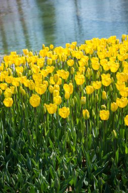 Bahar mevsiminde açan Lale Çiçekleri
