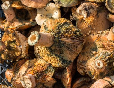 Mantar bitkisi yemek için toplandı.