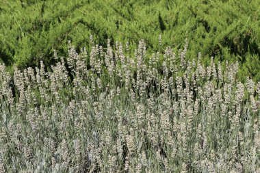 Doğa arkaplanı olarak kullanmak için yeşil çimen
