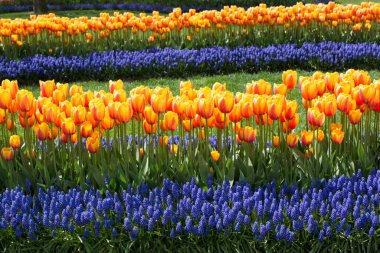 Bahçede renkli lale çiçekleri açar.