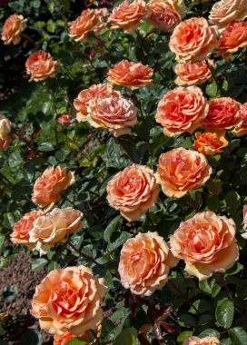 Bahçenin arka planında çiçek açan güzel renkli güller.