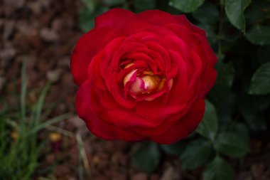 Yakından bakınca güzel taze güller.