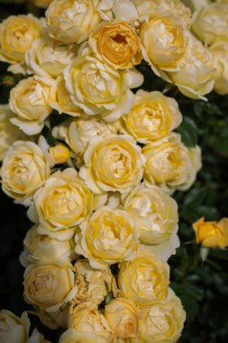 Bahar bahçesinde çiçek açan güzel güller