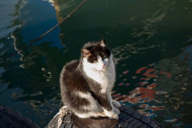Evsiz sokak kedisinin başka bir portresi