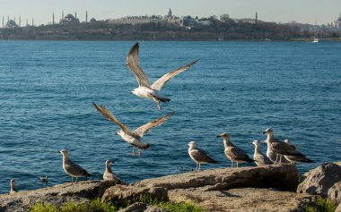 Istanbul deniz sularında Kaya'da martılar yanıyor