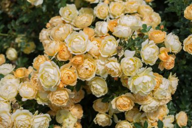 Bahar bahçesinde çiçek açan güzel güller