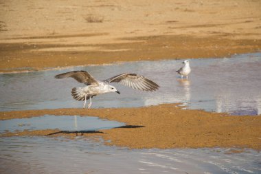 Seagulls  on rest on ground with muddy waters clipart