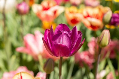 Bahar bahçesinde renkli lale çiçekleri açıyor.