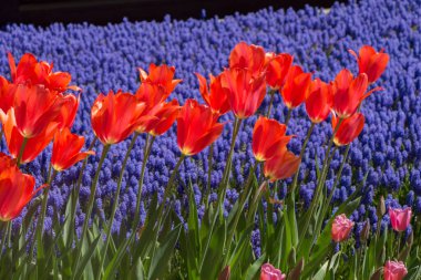 Bahar bahçesinde renkli lale çiçekleri açar.