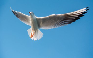 Mavi arka planda uçan tek bir martı.