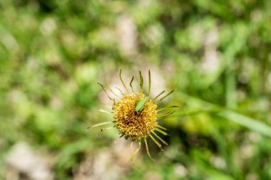 Bir çiçek yaprağı üzerinde oturan bir böcek resmi