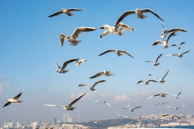 Seagull flying over the sea in Istanbul in urban environment