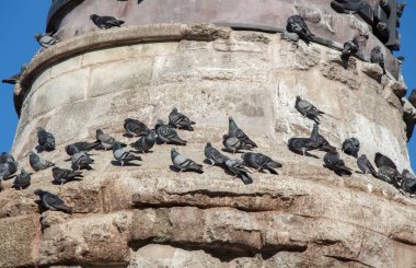 Sevimli güvercin kuşları şehir ortamında yaşıyor.