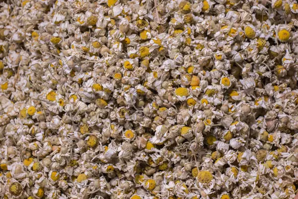 Markette satılık bitkiler var.