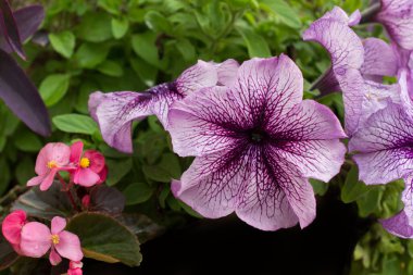 Güzel renkli doğal bahar çiçekleri görünürde
