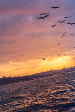 Istanbul Türkiye'de gökyüzünde uçan martılar