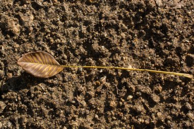 Sonbahar zamanlarının ayrı bir kuru yaprağı.