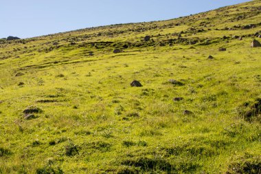 Doğa arkaplanı olarak kullanmak için yeşil çimen