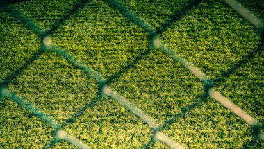 Doğa arkaplanı olarak kullanmak için yeşil çimen