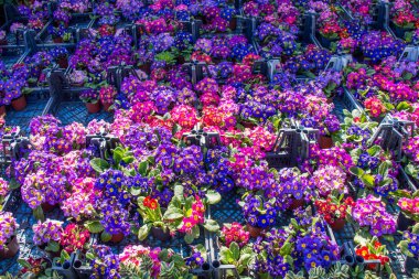 Renkli bir arkaplan olarak açan bahar çiçekleri