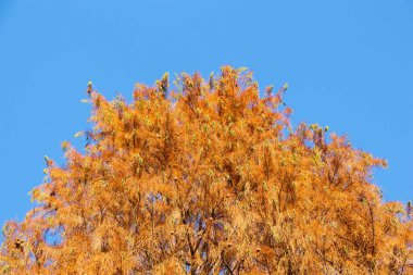 Ağacın üst kısmı ağaç dalları ve gökyüzü manzaralı