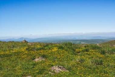 Artvin Dağlık Bölgesi 'nde güzel, renkli, yabani çiçekler açıyor.