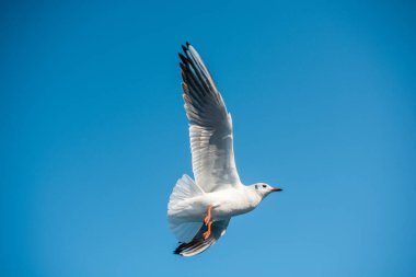 Mavi arka planda uçan tek bir martı.