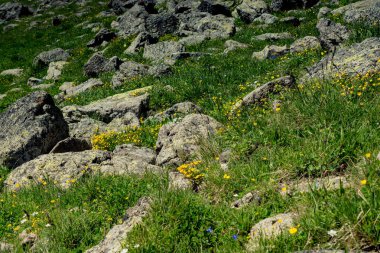 Artvin Dağlık Bölgesi 'nde güzel, renkli, yabani çiçekler açıyor.
