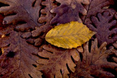 Sonbahar bir arka plan olarak kuru yaprak diğer yapraklarda üstün