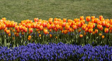 Bahar mevsiminde açan Lale Çiçekleri