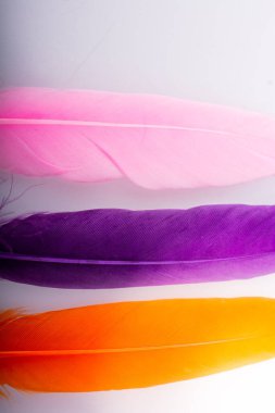 Renkli kuş tüylerinin doku arkaplanı olarak stüdyo fotoğrafı